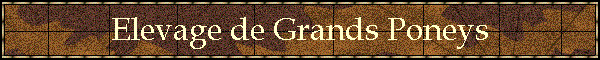 Elevage de Grands Poneys